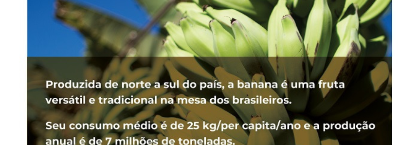 Dia da Banana – Fruta é cultivada em todos os estados