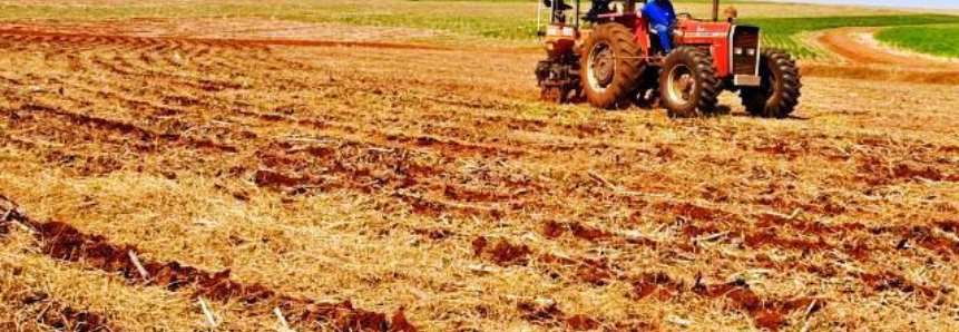 Paraná pode ter plantas de soja emergidas a partir de 13 de setembro