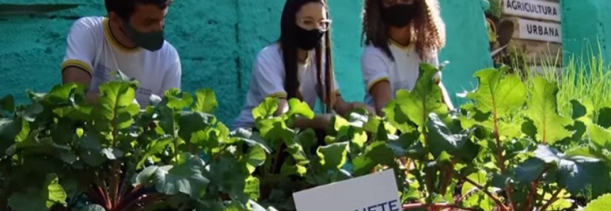 Agro Fraterno: jovens se mobilizam no plantio de hortas urbanas