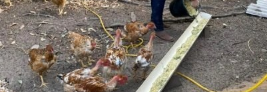 Comunidade amplia conhecimentos sobre avicultura após série de treinamentos