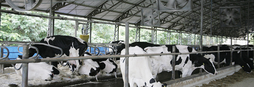Descomplica Rural agiliza processos de licenciamento ambiental na cadeia do leite