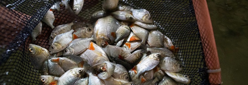Bom sistema imunológico e padronização na biossegurança elevam produtividade na piscicultura