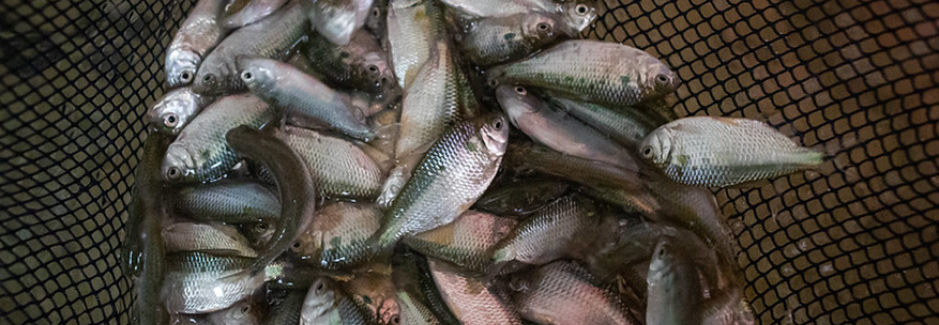 Agro.BR promove capacitação sobre exportação de pescados e frutos do mar