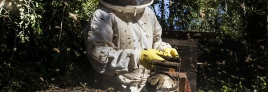 Associação de apicultores é registrada em Jaciara