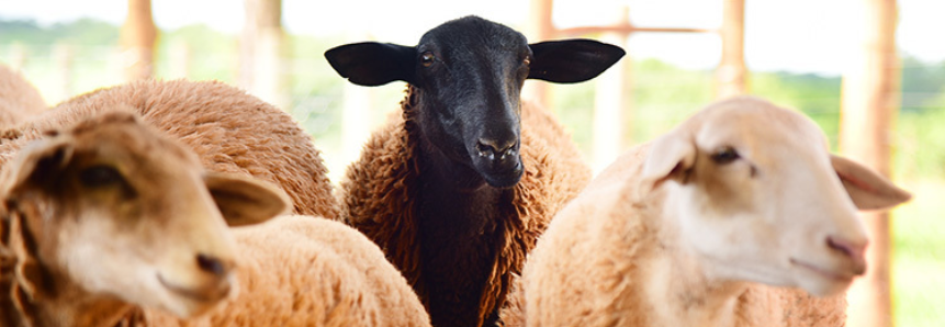 Cursos de feltragem e beneficiamento da lã mostram como agregar valor na ovinocultura em MS