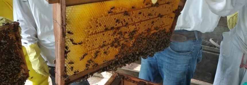 Indígenas aprofundam conhecimentos para desenvolver apicultura em aldeia