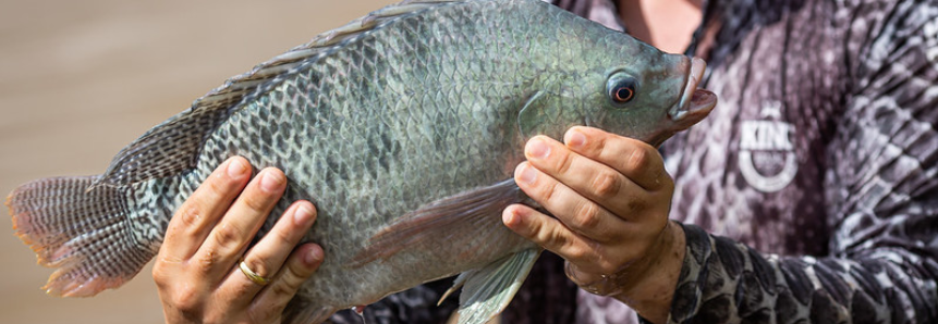 CNA avalia que Selo Arte para pescados vai agregar valor aos produtos