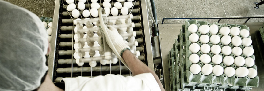 Campo Futuro levanta custos de produção de maçã e avicultura de postura