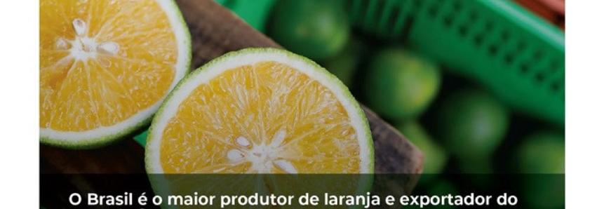Dia do Citricultor: Produtores de frutas cítricas garantem alimento saudável no Brasil e no mundo