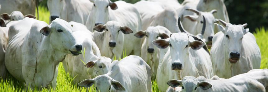 CNA diz que decisão da OIE permitirá conquista de novos mercados para a carne brasileira