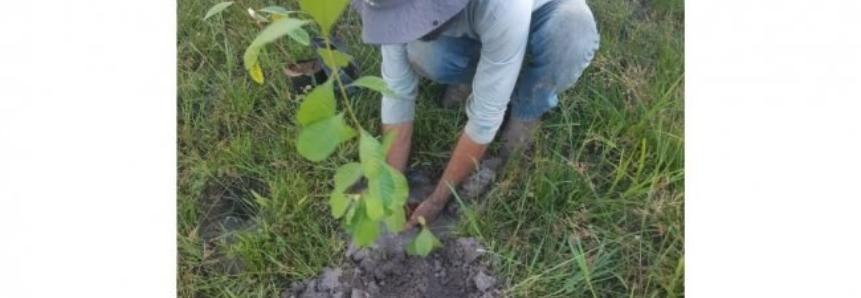 Projeto do Senar-MT auxilia produtores de Vila Rica a recuperarem áreas degradadas