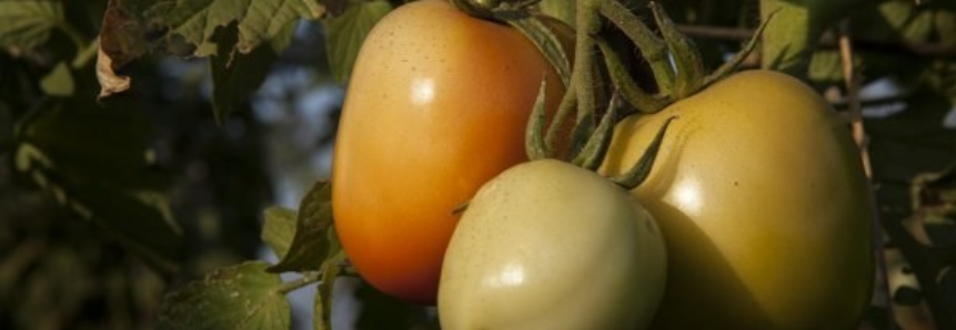 Pequenos produtores do Distrito de Bauxí aprendem a cultivar hortaliças de fruto