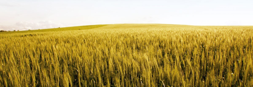 Dilema do trigo passa por preço, investimento e mercado