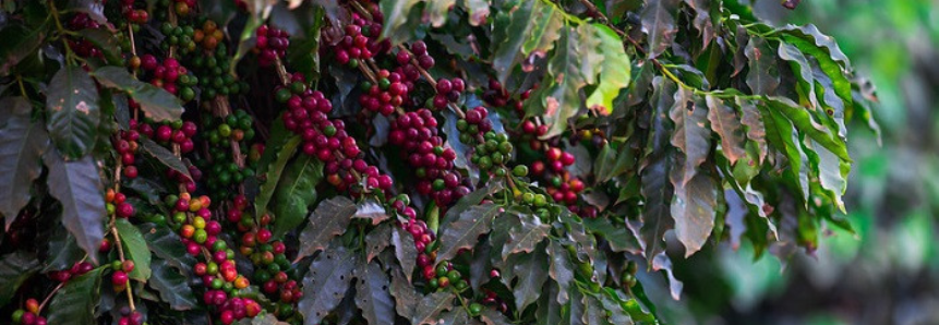 CNA e Invest SP fazem análise do mercado chinês para o café brasileiro