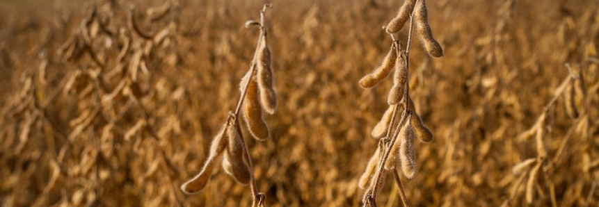 CNA e setor produtivo discutem seguro para grãos nas regiões Sul e Sudeste