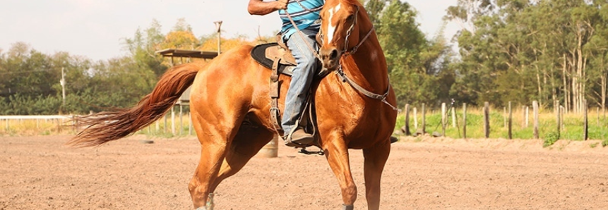 Com cursos do Senar, manejo com utilização de cavalos ganha agilidade e qualidade de vida