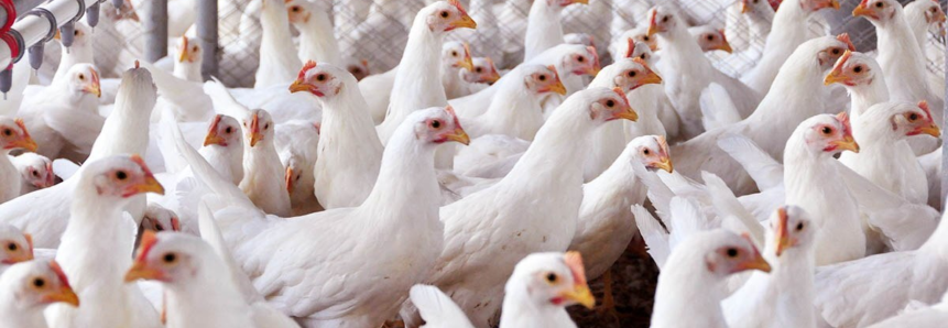 Com atendimento do Senar/MS produtores de aves atingem 76% do índice de sustentabilidade