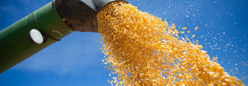 Colheita de milho avança e preços seguem firmes no Paraná