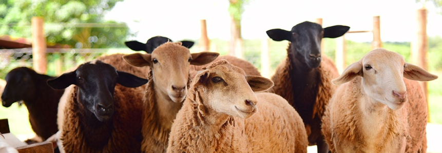 Entre maio e junho, MS apresenta segunda maior variação no preço da carne de ovinos no País