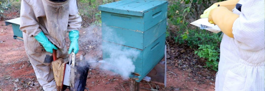 Criado por equipe técnica do Senar/MS, ‘nota do apiário’ é indicador de desempenho para produtores do estado