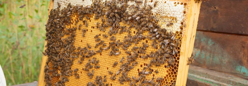 Mel produzido por apicultores atendidos pelo Senar/MS registra preço de R$ 13,43 o quilo