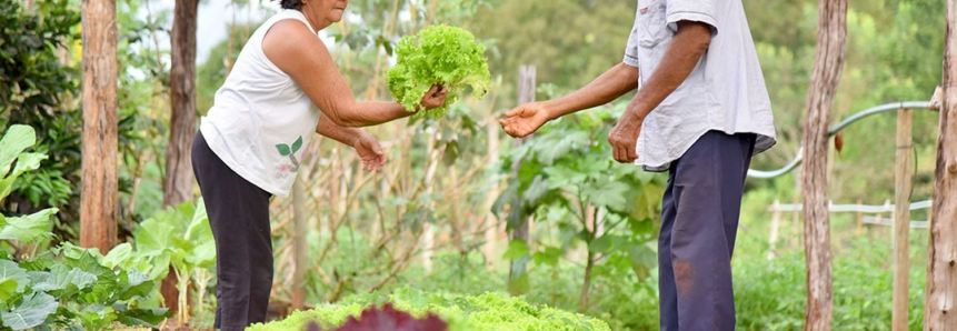Com mais qualidade e durabilidade, produtos de horticultores atendidos pelo Senar/MS têm ganho de até 65% no mercado local