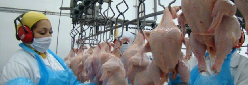 Paraná representa 40% das exportações de frango do país