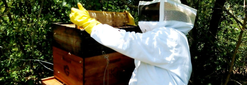 Com recomendações técnicas do Senar, apicultores de MS celebram “saltos” na produção de mel