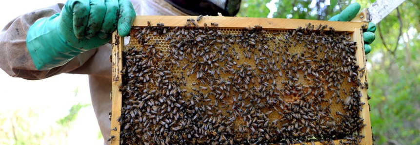 ATeG do Senar/MS tem apicultores que produzem até 80% do mel comercializado em seus municípios