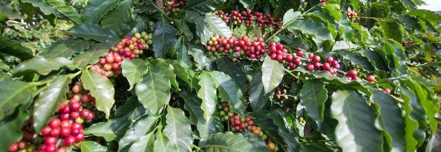 Pesquisa aponta cenário da safra cafeeira em 2019