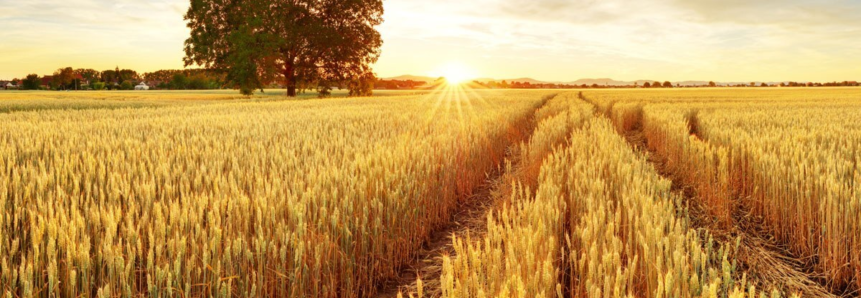 Paraná tem mudanças no zoneamento do trigo
