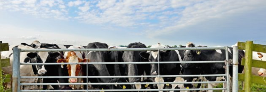Paraná restringe entrada de bovinos para se tornar área livre de aftosa sem vacinação