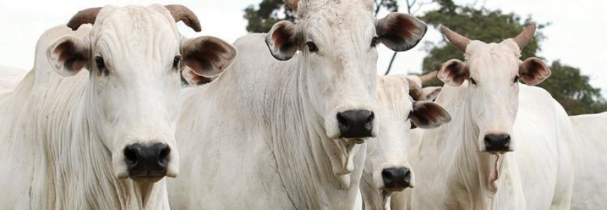 Senar/MS: sucesso na bovinocultura de corte está no planejamento e gestão da ‘porteira para dentro’