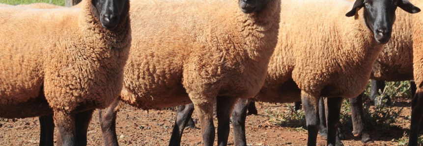 Manejo adequado e bem-estar animal melhoram capitalização de ovinocultores em Mato Grosso do Sul