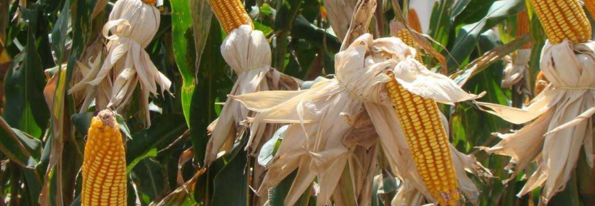 Escassez de milho em 2020 vai atrapalhar crescimento do agronegócio de SC