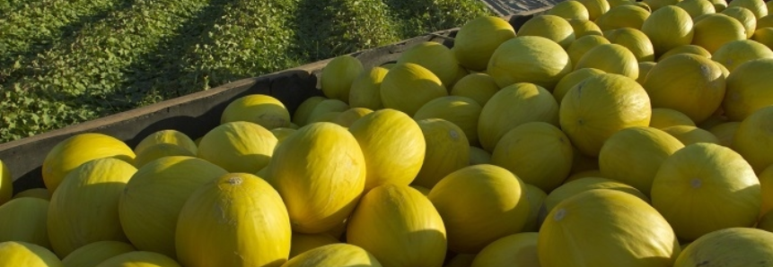 CNA apoia abertura do mercado chinês ao melão brasileiro