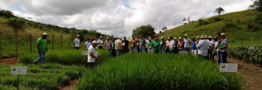 Produtores participam de dia de campo do projeto Forrageiras para o Semiárido, em Baixa Grande