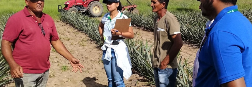 Instrutor maranhense dá dicas para o cultivo do abacaxi a produtores rurais de Porto Grande atendidos pela ATeG do Senar/AP