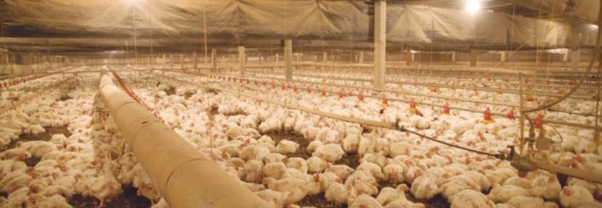 FAEP conclui levantamento de custos de produção de aves e suínos
