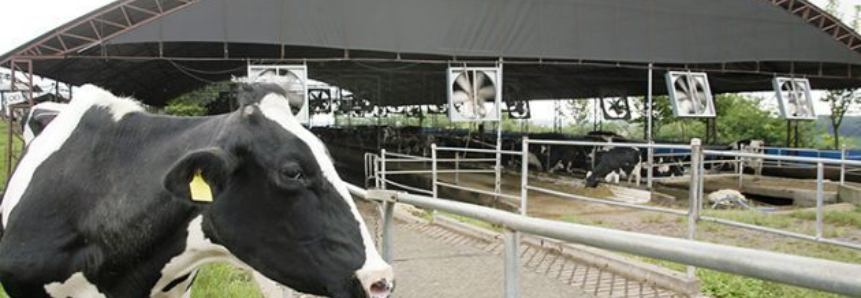 SENAR-PR abre edital para bovinocultura leiteira