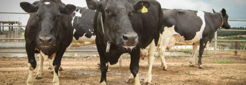 Paraná: o Estado das vacas de 100 mil litros