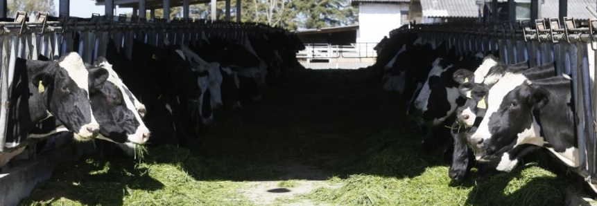 Evento detalha sucesso da Nova Zelândia na cadeia dos lácteos