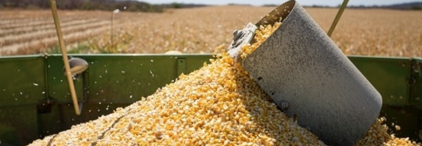 Governo atende CNA e libera 100 mil toneladas de milho para vendas em balcão