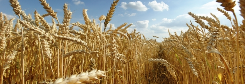 Segregação de trigo aumenta faturamento em toda a cadeia produtiva