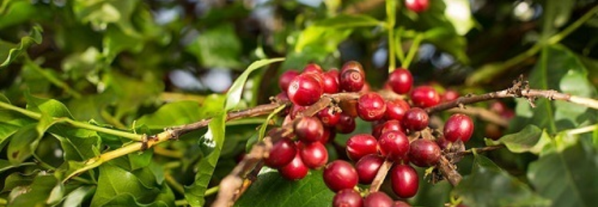 Produção de café deve ser a maior da história com quase 60 milhões de sacas