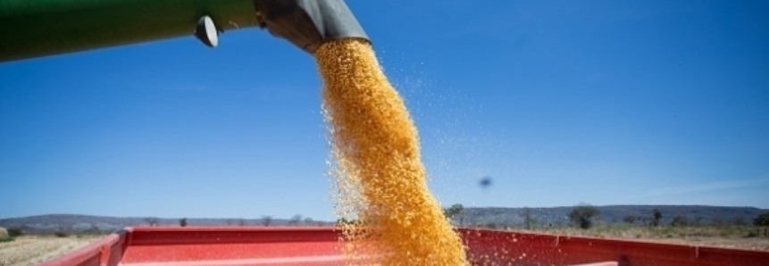 CNA e CEPEA levantam custos da produção de milho em Sergipe