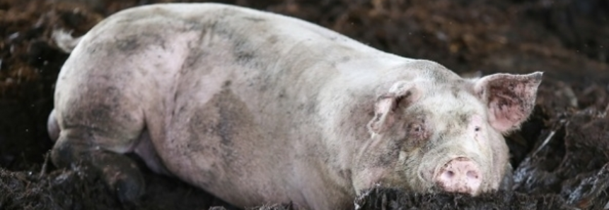 Exportações de carne suína em maio superam abril