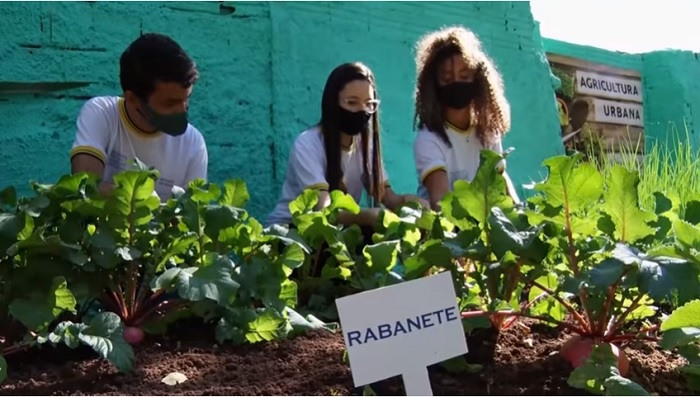 Agricultura urbana destaque