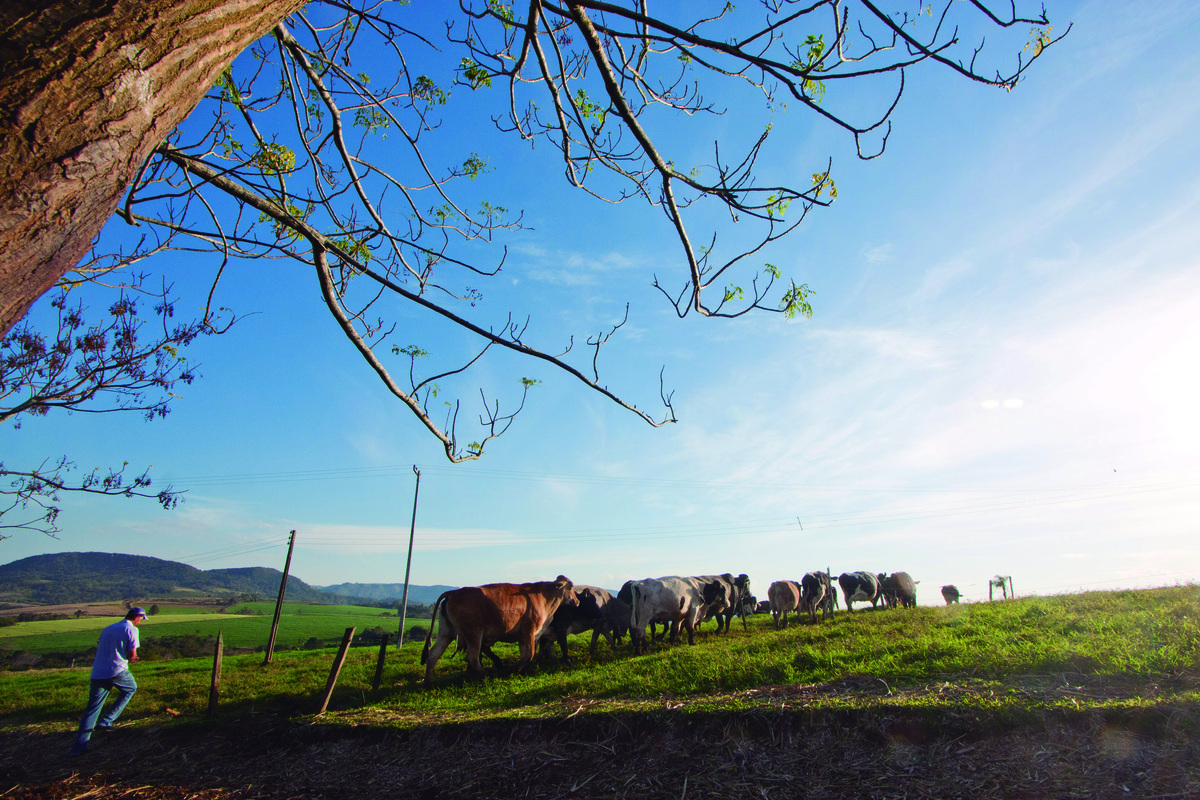 Em meio à crise, produtores de leite travam luta pela sobrevivência