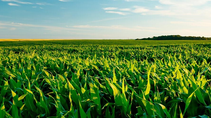 Manejo do milho tiguera para reduzir danos da cigarrinha-do-milho